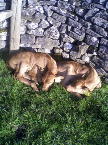 Farmstay- Farm holidays - Two sleepy calves