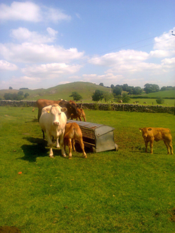 Holiday on a Farm in the Peak District - Mother cow with her calves