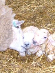Camping and holiday cottage - Lambs with their mother