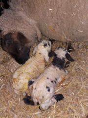 Hostel in the Peak District - lambs with their mum